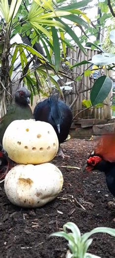 Our floor-dwelling residents of Lorikeet Lookout have been enjoying some festive enrichment! Who needs a pear tree, when our crested partridges (and Victoria crowned pigeons) can enjoy a tasty snowman! Will we get a white Christmas? ☃️ | Dudley Zoo