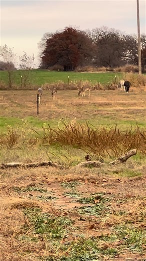 They might eat our fruit trees, but they are fun to watch! #deer #farm #nature #countrylife | Wandering Grace Farm | Facebook