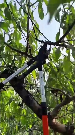 Professional Tree Trimming with High Reach Bypass Loppers