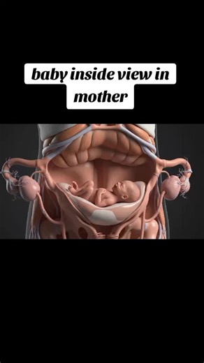 Understanding the Baby's Journey Inside the Womb