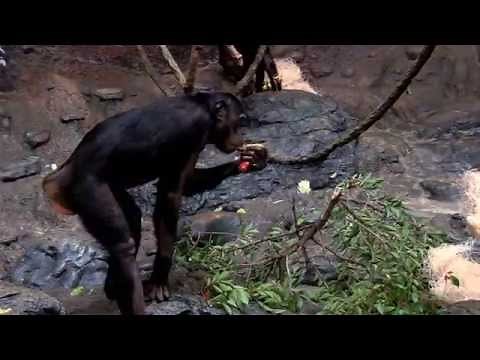 Bonobo Super Group Together _ Cincinnati Zoo