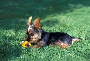 Why Don't A Yorkie's Ears Stand Up? - Cuteness