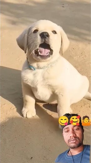 Labrador barking sound#labrador voice|#labrador puppy sound#viral reels|#cute dog #doggie