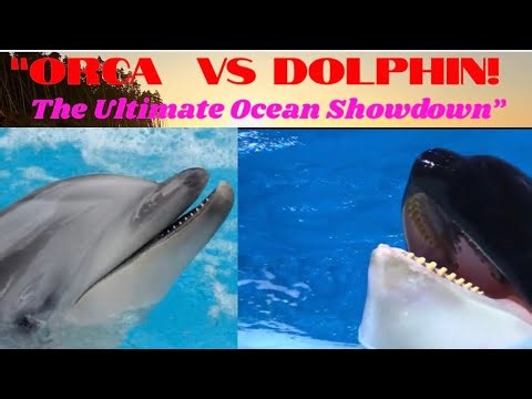 Orca vs Dolphin: Size, Intelligence & Power Compared