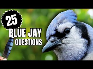 Everything You Wondered About Blue Jays | 25 Questions Answered