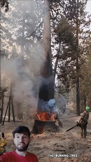 Expert Drops Burning Tree to Stop Forest Fire || Real Heroes at Work #youtubeshorts #shortsfeed