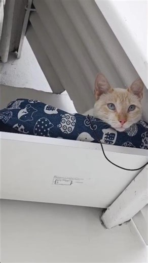 Zeus enjoying a relaxing day 🐾😸 #catsoftheworld #vetvinicio