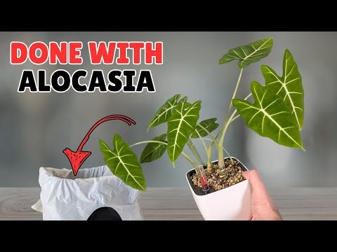 The reason your alocasia drops every leaf