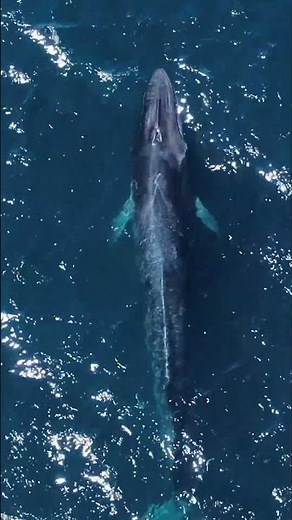 To Protect and Defend