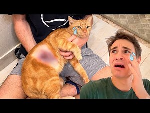 THE BEAST ATTACKED MY CAT !