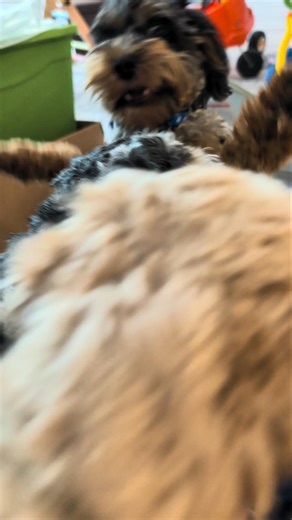 Cavapoo Chaos: Link’s Persistent Mission to End Lap Time!
