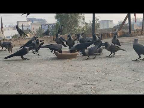 Why Are Birds So Noisy Happy Crows Real Nature Sound During Feeding Time