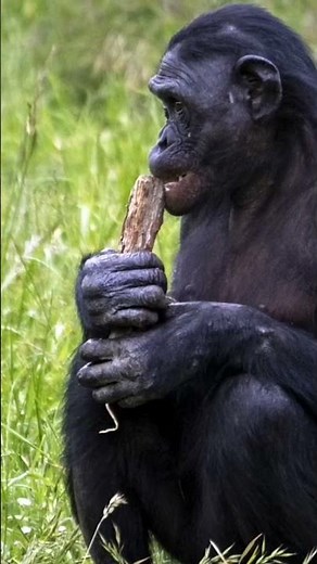 The Startling Breakthrough in Ape Communication 📚