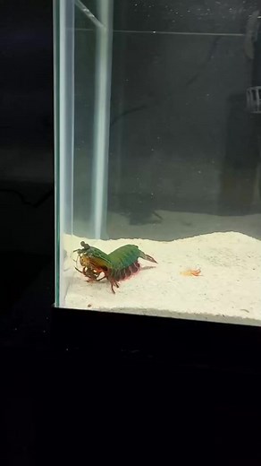 71K views · 483 reactions | Can A Mantis Shrimp BREAK Glass？  | Fish With Tony Mustache | Facebook