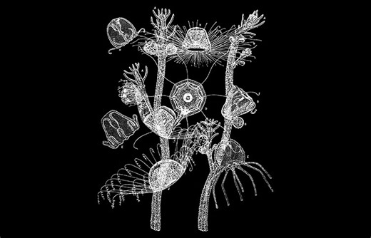 Immortal jellyfish: the secret to cheating death | Natural History Museum