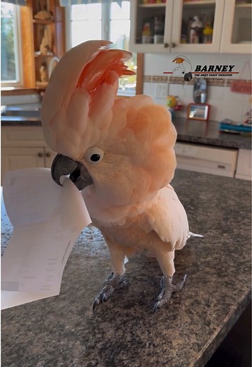 Barney the West Coast Cockatoo on TikTok