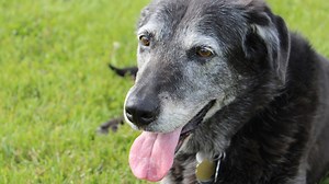 Heaven at Home Pet Hospice provides end-of-life care for beloved companion animals