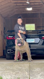 103K views · 2.3K reactions | Look at this little guy 廊 #reels #presa #viral | DarkDynastyK9s | Facebook