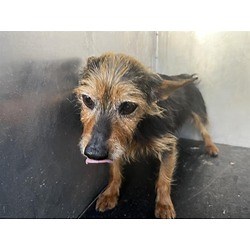 Grand Prairie, TX - Yorkie, Yorkshire Terrier. Meet EUGENE a Pet for Adoption - AdoptaPet.com