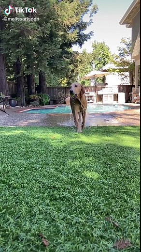 Fast Times At Ridgemont High… Phoebe Cates… pool scene… Moving In Stereo #thecars #fasttimesatridgemonthigh #crazydogsoftiktok #pooltime #fyp