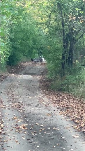 Flock of Turkey with an Albino