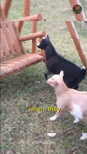 Fainting Goats: Why Do They Faint? | Habitats Of Planet | HOP #new