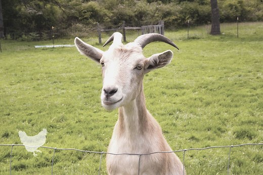 How To Drench A Goat {Step By Step} — Farm & Animals