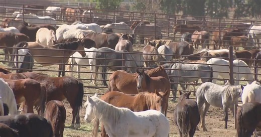 Colorado Bureau of Land Management looks to rehome horses at state prison
