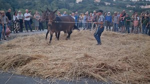 La rievocazione dell'antico metodo della "Tresca". | Telemolise