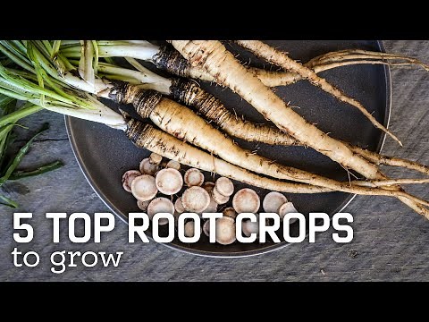 Top 5 Root Crops to Grow!