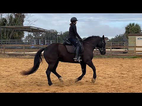 Dressage Problem Solving: Counter Canter and Flexion Techniques