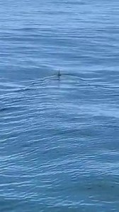 36K views · 405 reactions | Woww!!! A man boating from Bermuda to Massachusetts took this video of a massive great white shark as he came across it off the coast in the Atlantic. This great white is estimated to be some 25 ft long and weigh around 5,000 pounds. Jaws DOES exist!! #megalodon #needabiggerboat Video by Distant Star | Explore Beaufort, SC | Facebook