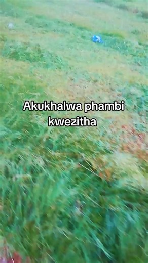 Inkunzi yamavukane (@nkuziyamavukane)’s videos with Inhliziyo - Shongwe & Khuphuka Saved Group