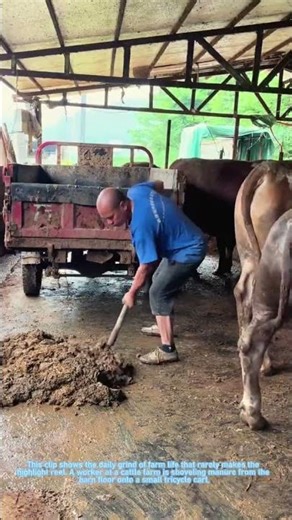 Cleaning the Cattle Barn: Loading Manure onto the Tricycle