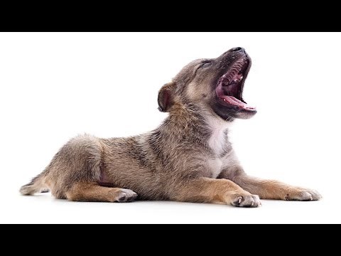 Puppy crying sound effect | Puppies Cry