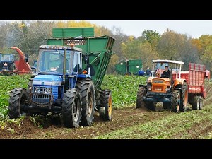 Vintage Sugarbeet Harvest Day Denmark 2025 - Rebild Veterantraktor