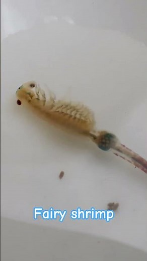 Fairy shrimp live specimen swimming close-up #shorts #nature #science