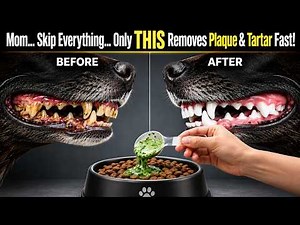 If You Add THIS to Your Dog's Bowl... Plaque & Tartar Start Disappearing FAST