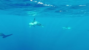 🔴 LIVE NOW Come on a whale watching tour along the stunning Sao Miguel coast in the Azores Ocean, happening now! Grab your virtual front-row seat and share the joy with friends and family. Let's celebrate the wonders of our oceans together! 🌊🐬 🎥 David Rodrigues #Dolphins #LiveOceanExperience #SaoMiguelDolphins #Azores | Futurismo Whale Watching Azores