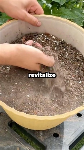 How Do You Revive Old Potting Soil for Free? #shorts
