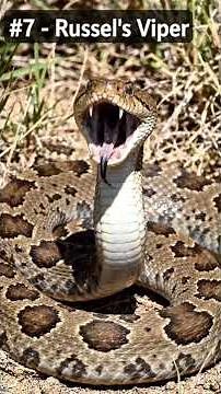 Top 10 Most Venomous Snakes in the World 🐍 | The Deadliest Snakes on Earth! #naturesbeasts #animals