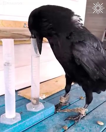 34K views · 783 reactions | Gosha the raven has impressive problem solving skills!  | MetDaan Animals | Facebook