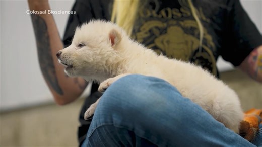 Scientists: Dire wolf brought back from extinction after 13,000 years