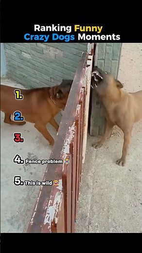 Ranking funniest Crazy Dogs Moments 😂😅