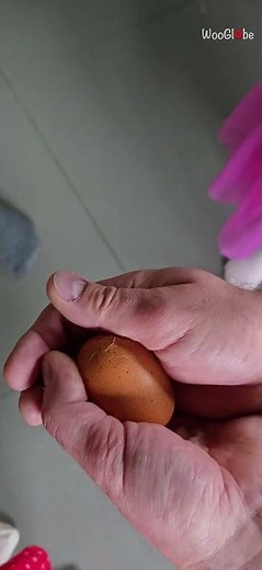 Easter Egg Prank: Man Tricks Girls with Hatching Surprise! || WooGlobe