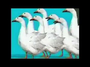 Discovery Kids — "The Gaggle" promo: "Croc Files" (2000's)