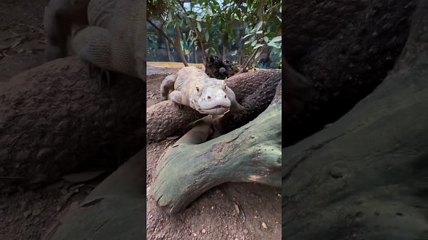 Baby Zoo Animals from Rhinos to Giraffes in Action