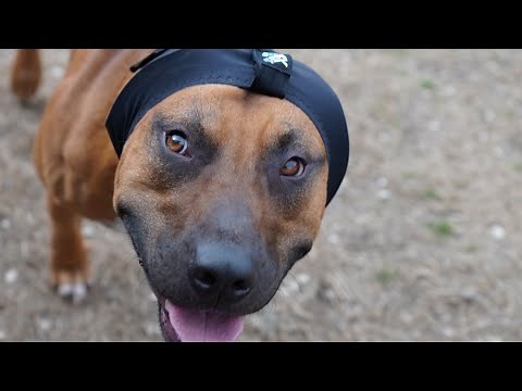 Dog Hearing Protection ! (Rex Specs Ear Pro)