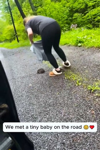 A tiny baby raccoon, lost and alone on the side of the road. Follow its heartwarming rescue journey and see how this little one found safety and a new beginning. It's a story you'll love! M4362 | Rescue Paws Channel