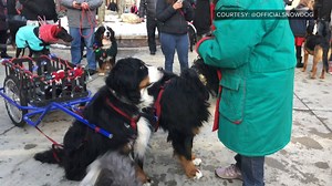 1.3M views · 15K reactions | ADORABLE! About 200 Bernese Mountains Dogs marched down Main Street in Breckenridge this weekend for the 2018 Bernese Mountain Dog Parade.  (Video by @OfficialSnowDog) | 9NEWS (KUSA) | Facebook